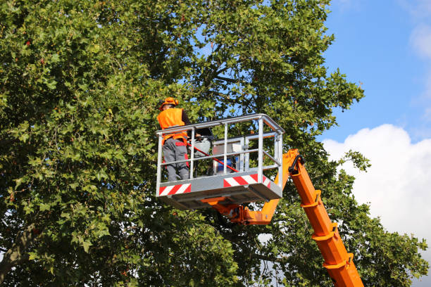 How Our Tree Care Process Works  in  Brighton, TN