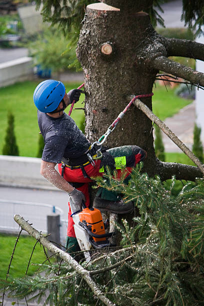 Best Tree Preservation Services  in Brighton, TN