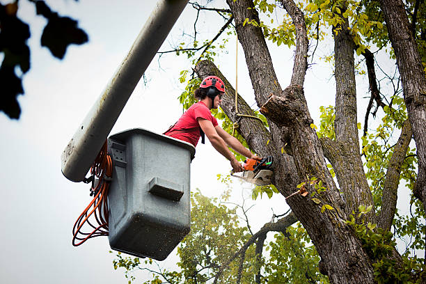 Best Tree Disease Treatment  in Brighton, TN